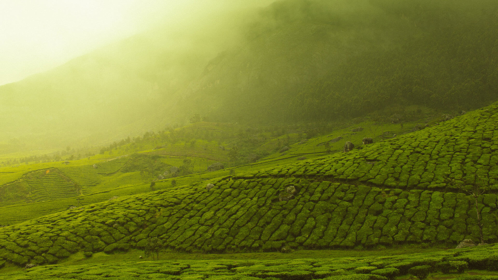 Ayurvedic Immunity Tea